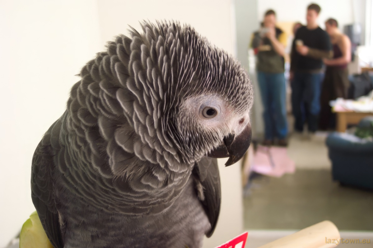 African Grey parrot visiting LazyTown