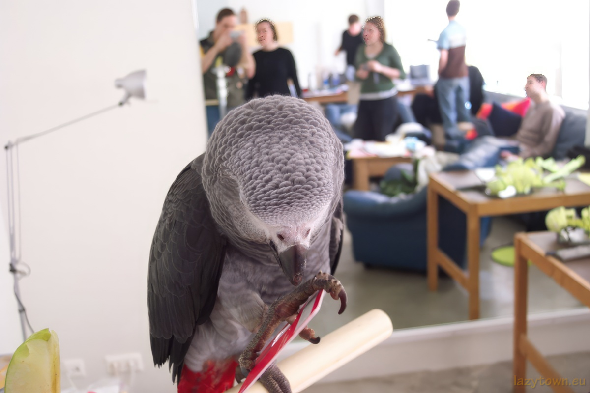 African Grey parrot visiting LazyTown