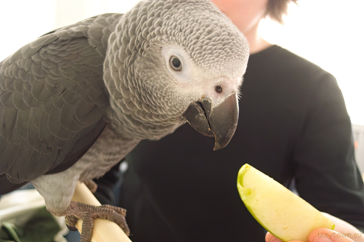 African Grey parrot visiting LazyTown