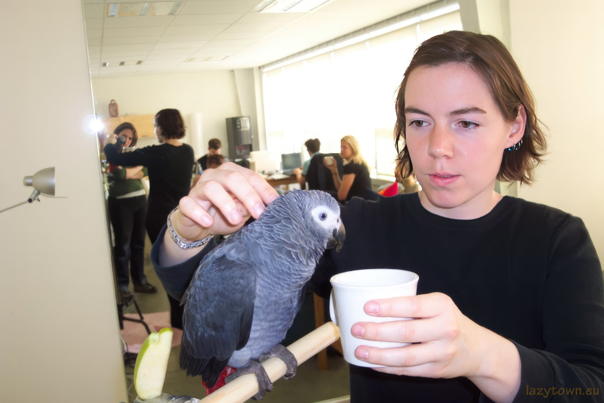 African Grey parrot visiting LazyTown