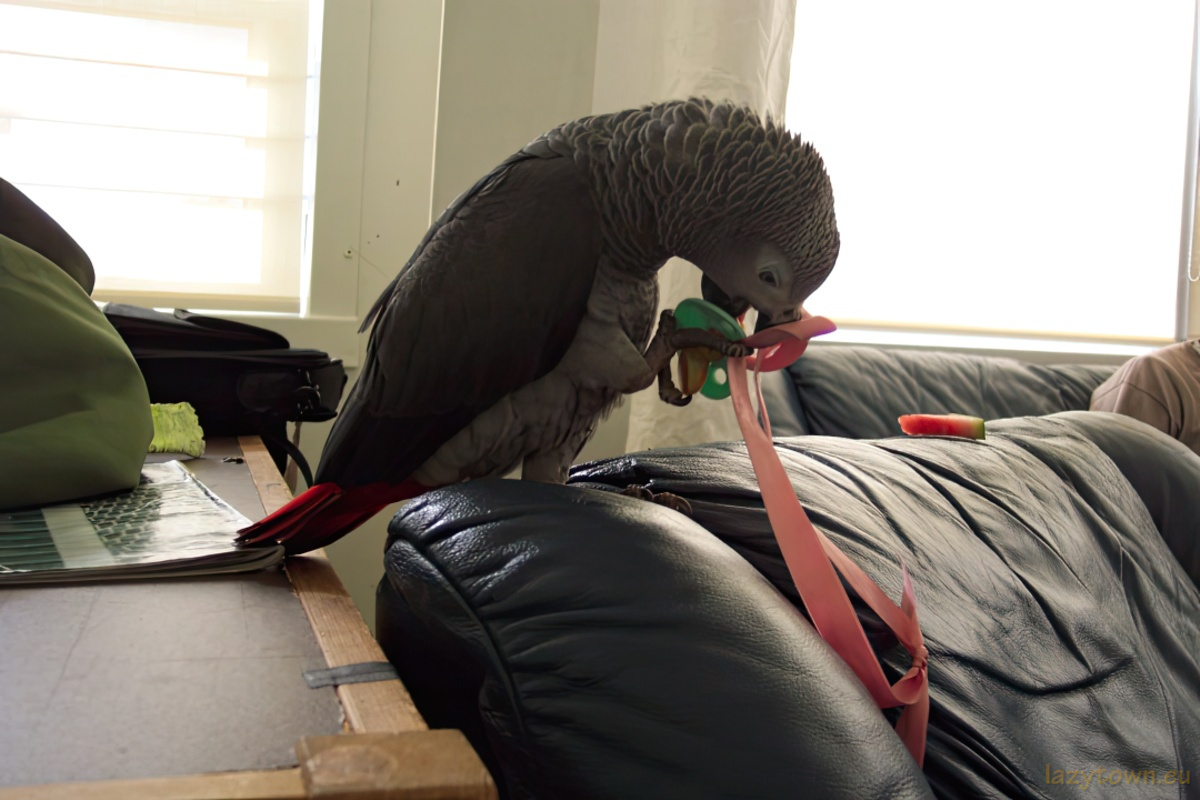 African Grey parrot visiting LazyTown