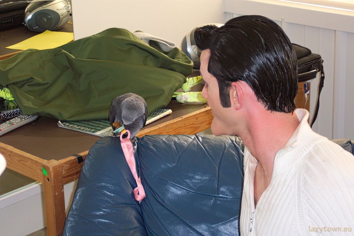 African Grey parrot visiting LazyTown