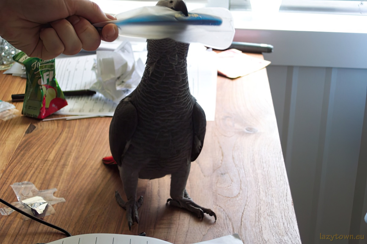 African Grey parrot visiting LazyTown